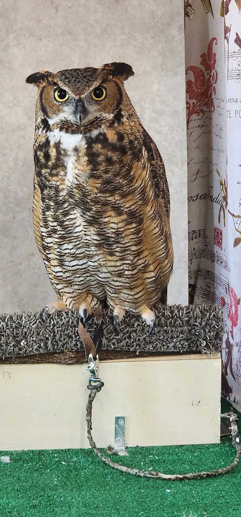 Live Owl Ambassadors at Close Range Live Owl Ambassadors at Close Range