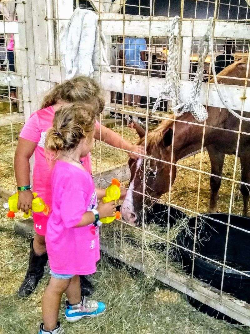 Livestock Barns and Exhibit Halls Livestock Barns and Exhibit Halls