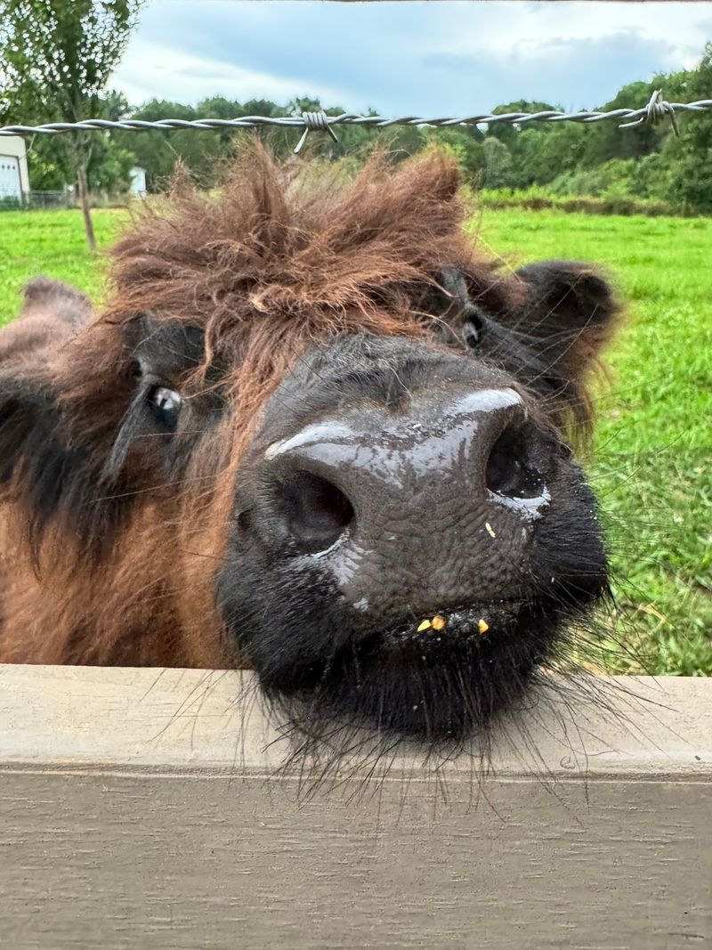 Learn What Makes Highland Cattle So Special