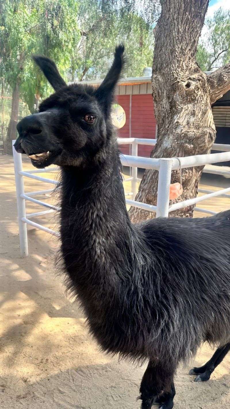 Llamas, Emus, and Horses Keep the Roll Call Interesting