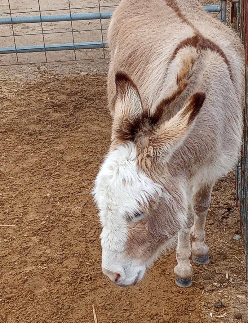 Long Ears Give the Donkeys Their Own Spotlight Long Ears Give the Donkeys Their Own Spotlight