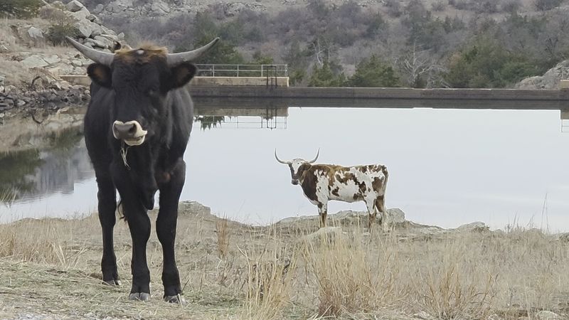 Longhorns With Frontier Flair