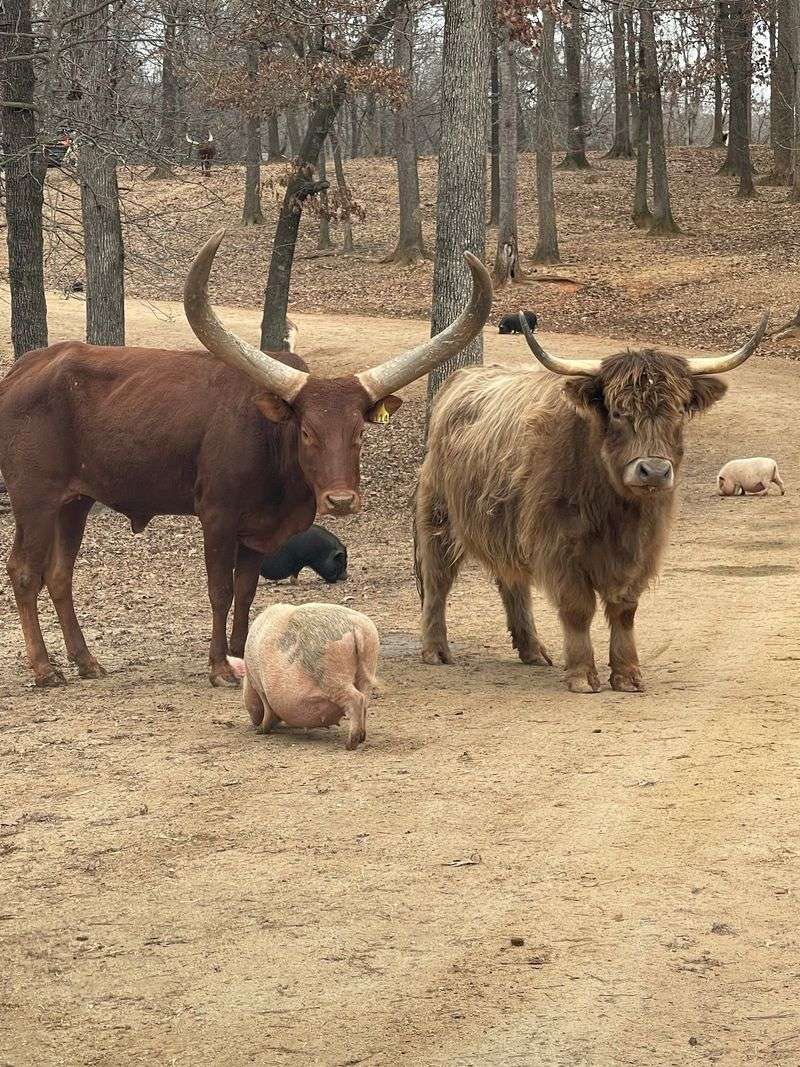 Longhorns, Zebras, and a Very Mixed Crowd