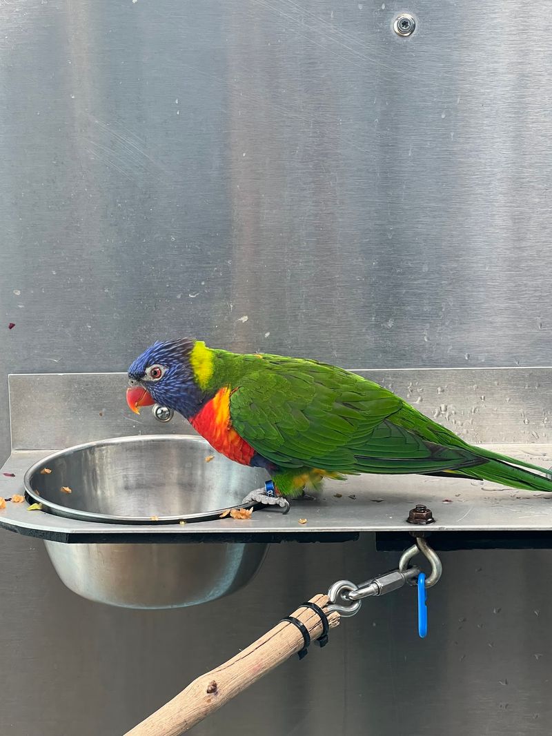 Lorikeet Lunch for About Four Dollars