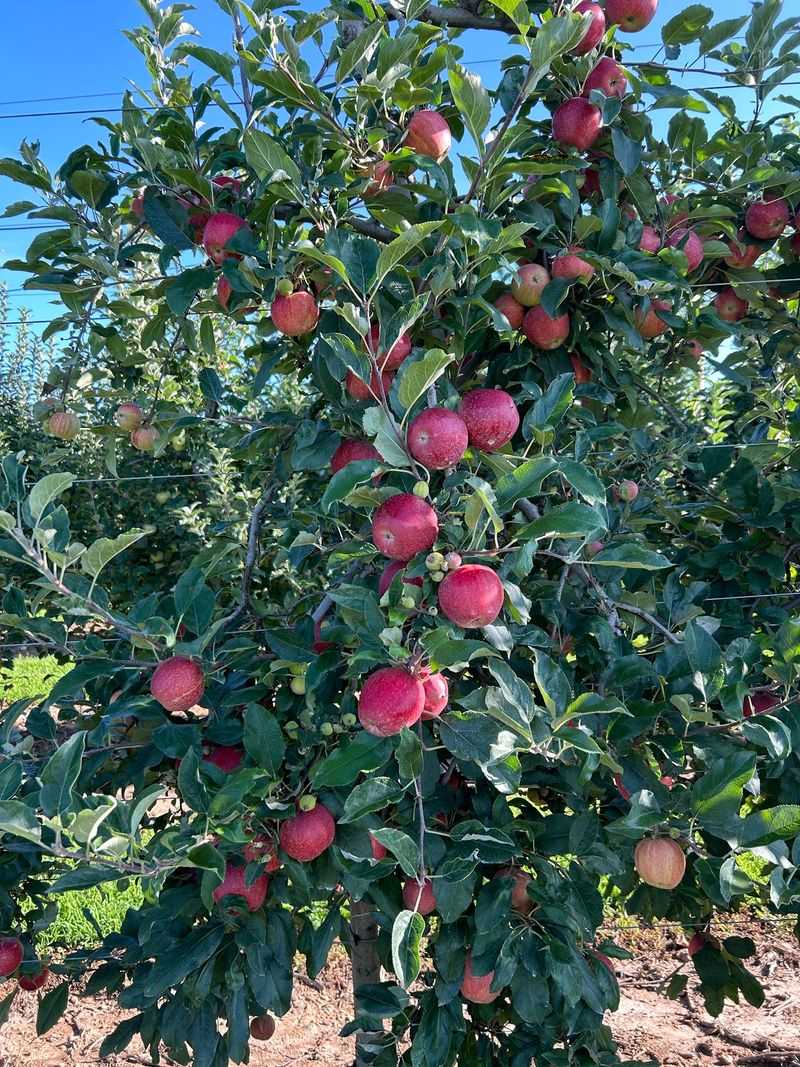 Low Branches and Easy Picking