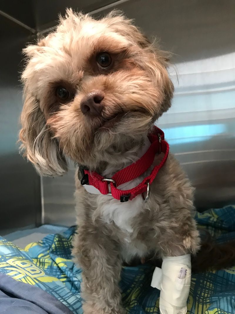 MSPCA Boston Animal Care And Adoption Center - Boston MSPCA Boston Animal Care And Adoption Center - Boston