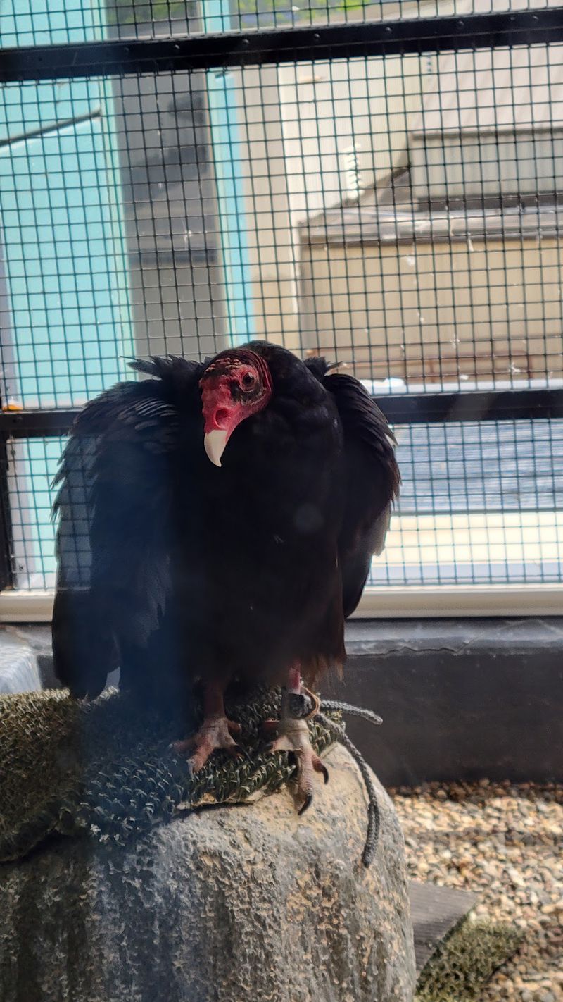 Meet Aura, the Friendly Vulture