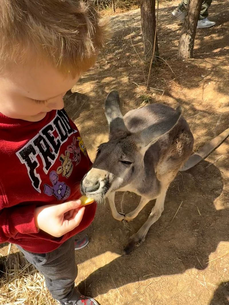 Meet Exotic Animals, Visit the Petting Zoo, and Discover More Family Fun Meet Exotic Animals, Visit the Petting Zoo, and Discover More Family Fun