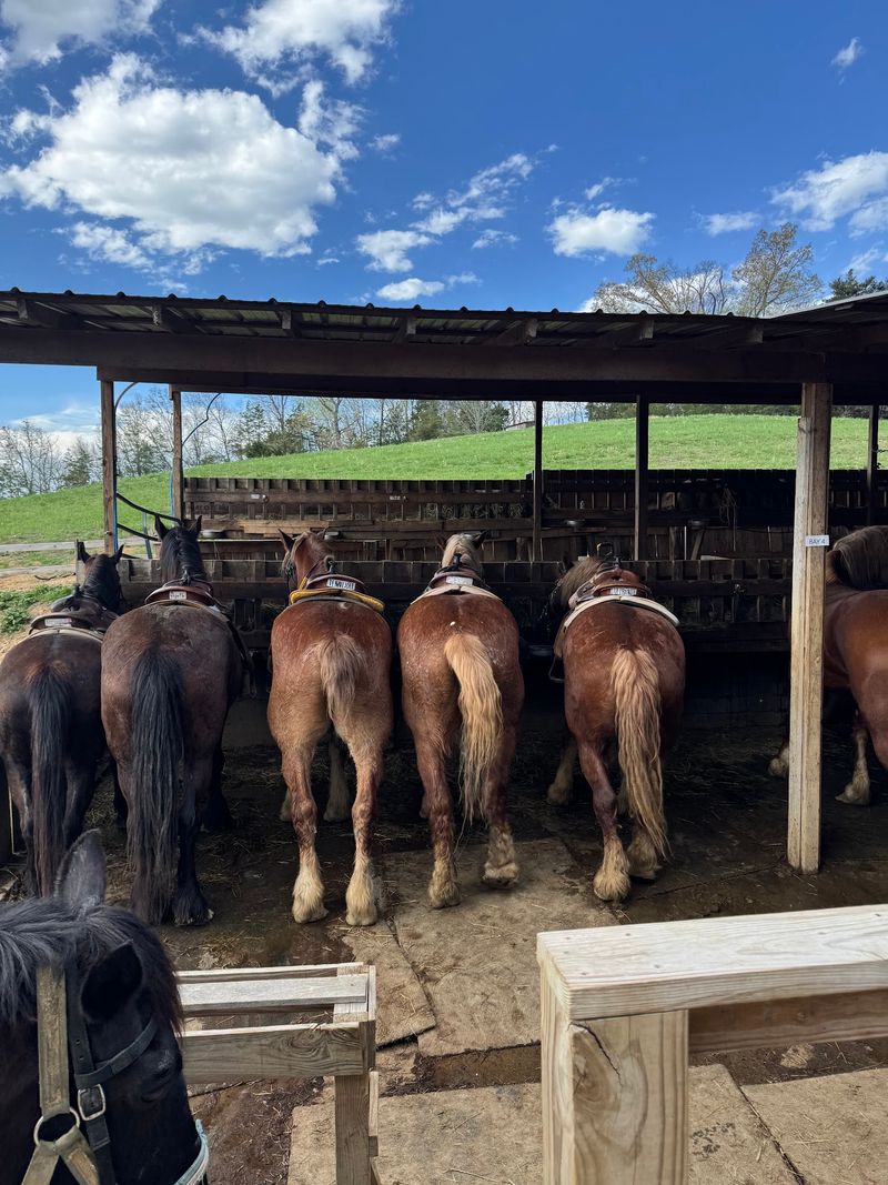 Meet Jayell Ranch Family Adventure Park: 250 Acres of Fun in the Smoky Mountains Meet Jayell Ranch Family Adventure Park: 250 Acres of Fun in the Smoky Mountains