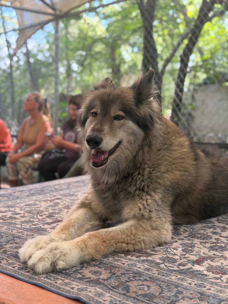 Meet Luna, Thor and the Rest of the Pack