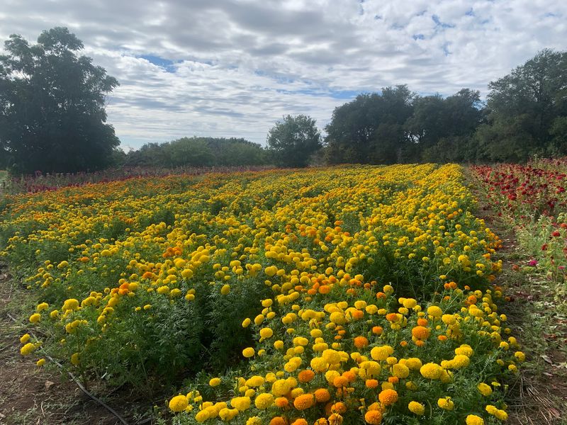 Meet The Couple Who Helped Put Texas Flowers On The Map
