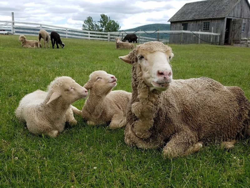 Meet the Animals, but Let the Farm Set the Rules Meet the Animals, but Let the Farm Set the Rules