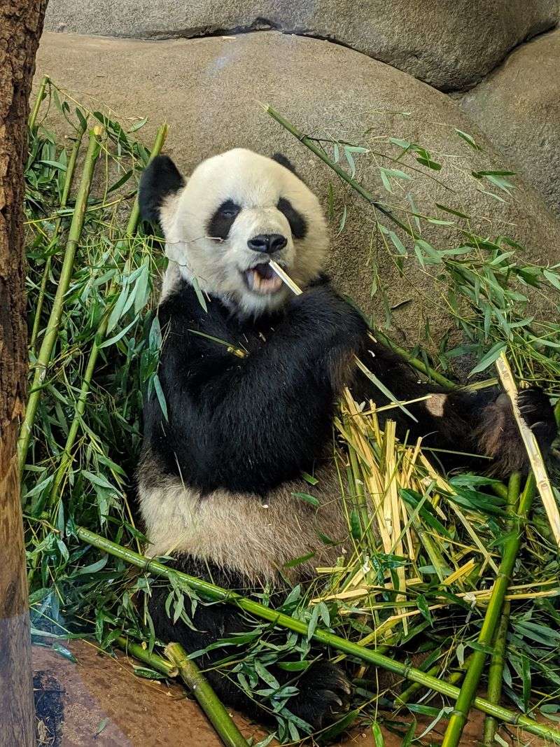 Memphis Zoo and Overton Park