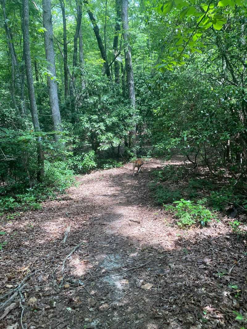 Miles of Forest Trails Make It Easy to Explore at Your Own Pace Miles of Forest Trails Make It Easy to Explore at Your Own Pace