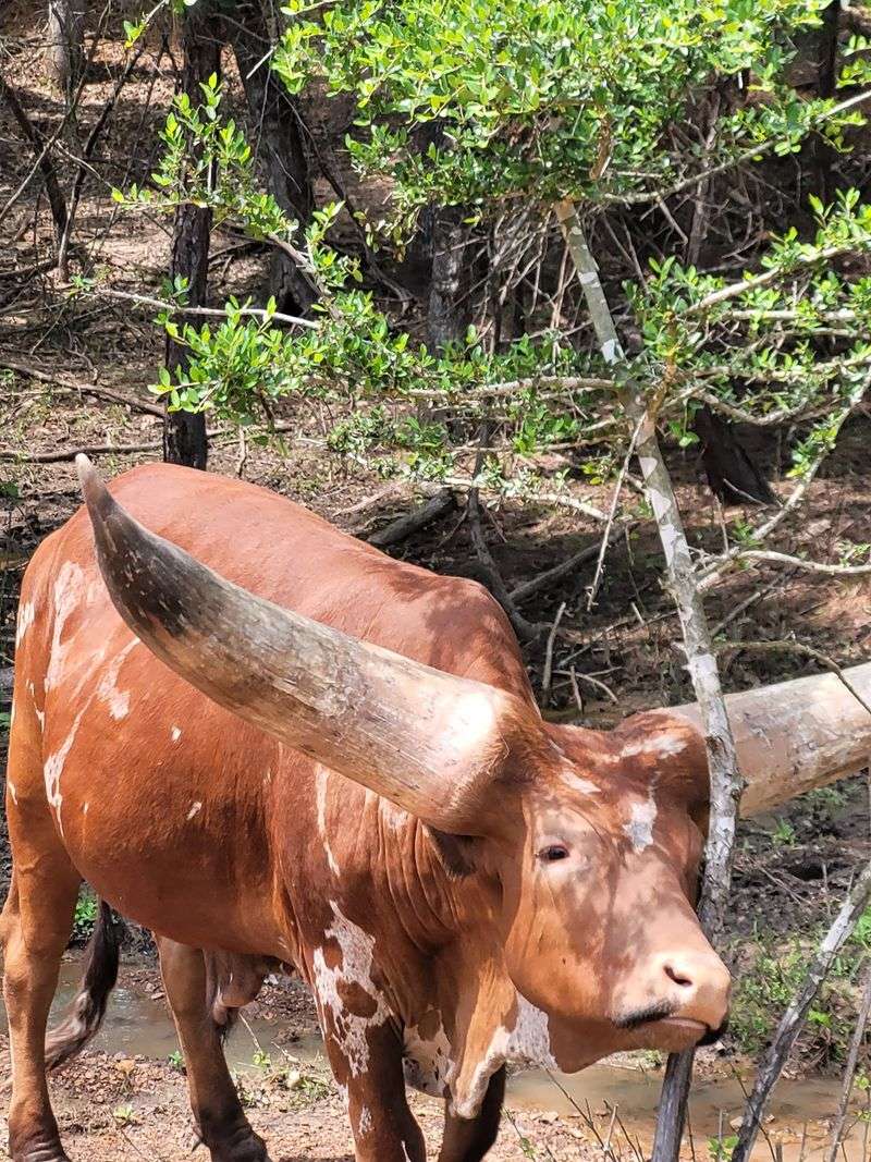 Mini Highland Cows Steal Hearts on Foot Mini Highland Cows Steal Hearts on Foot