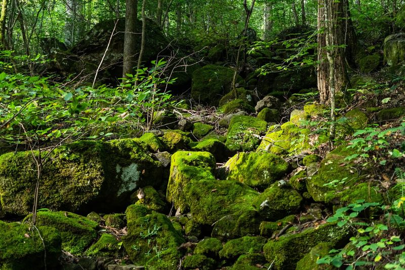 Mossy Rocks and Rainy-Day Rewards