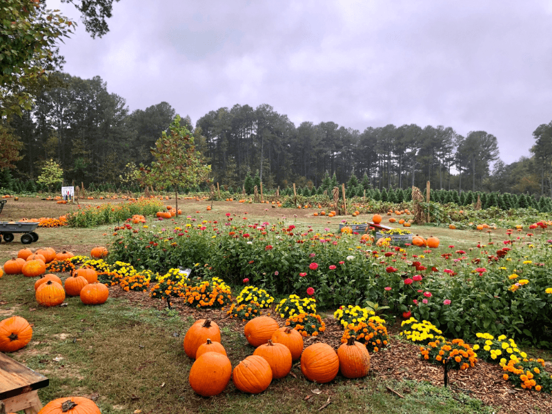 Motley’s Pumpkin Patch Motley’s Pumpkin Patch