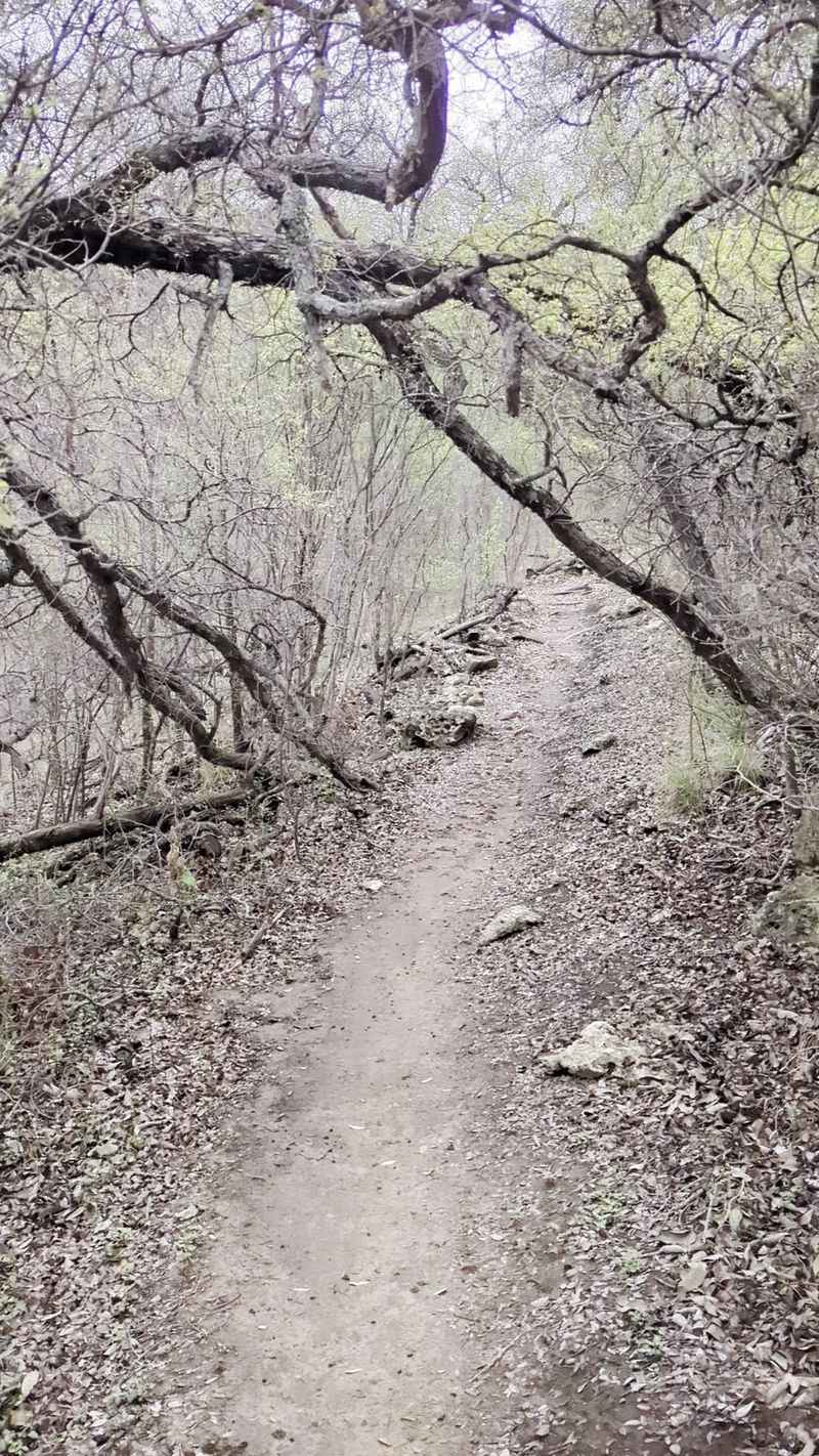 Mountain Biking That Bites Back