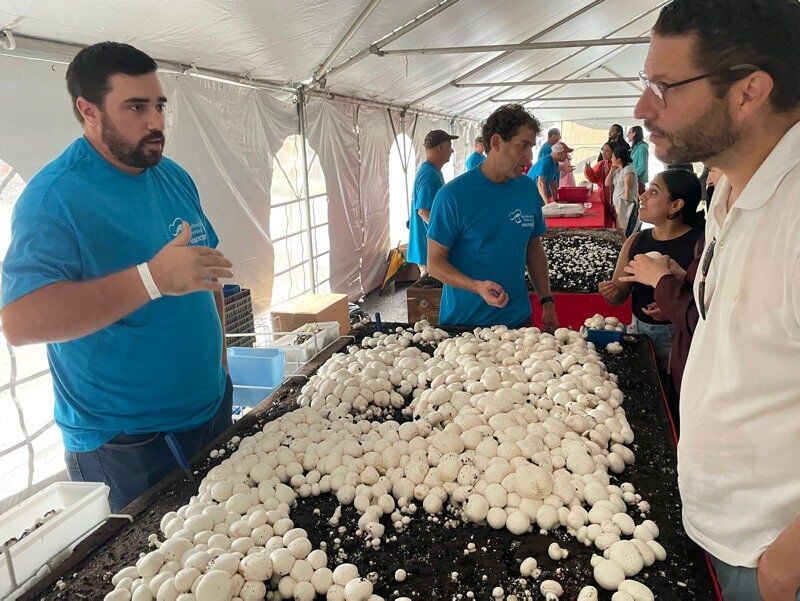 Mushroom Festival, Kennett Square: A Deliciously Different Harvest Mushroom Festival, Kennett Square: A Deliciously Different Harvest