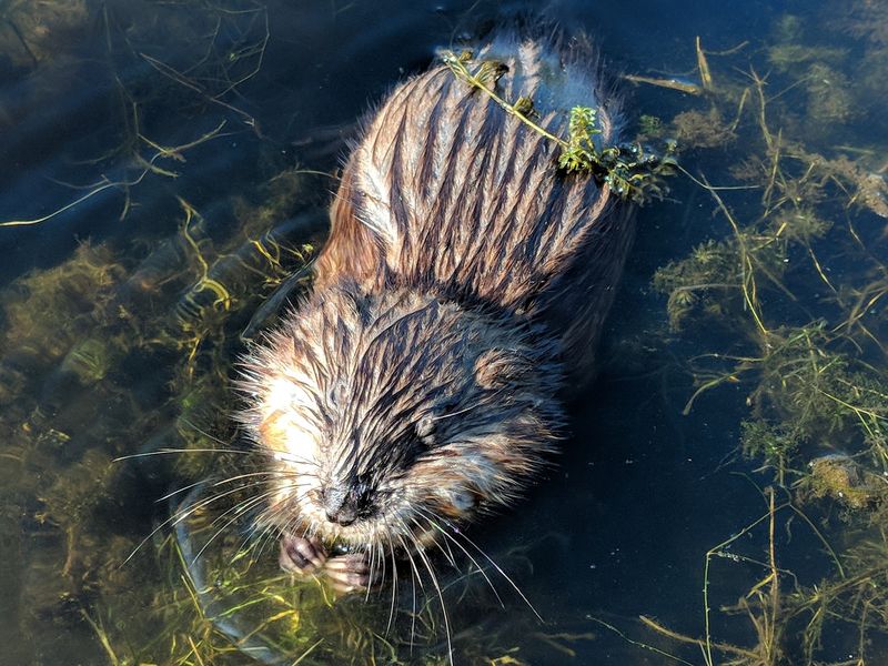 Muskrats With Zero Worries