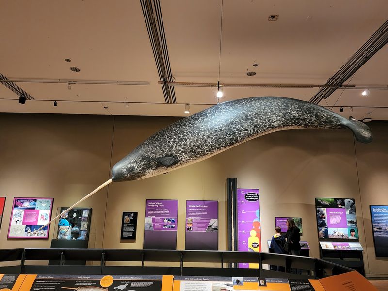 Narwhals, Head Gear, and Rotating Surprises