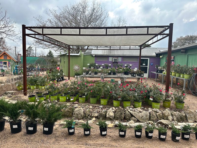 Native Plants Built for Austin Summers Native Plants Built for Austin Summers