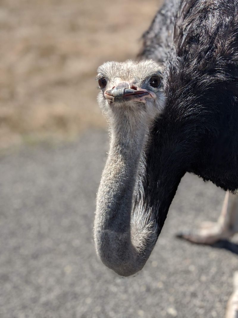 Natural Bridge Wildlife Ranch