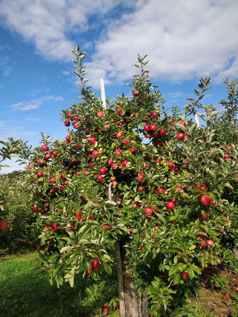 Nearly Eight Decades Behind the Harvest