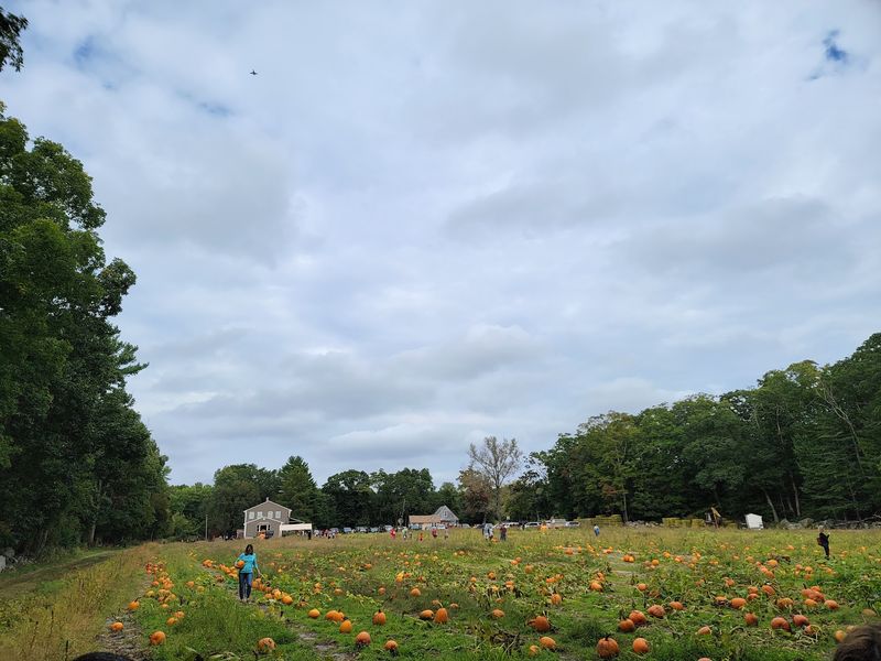 Nihtila Farm: A South Shore Pumpkin Stop in Holbrook