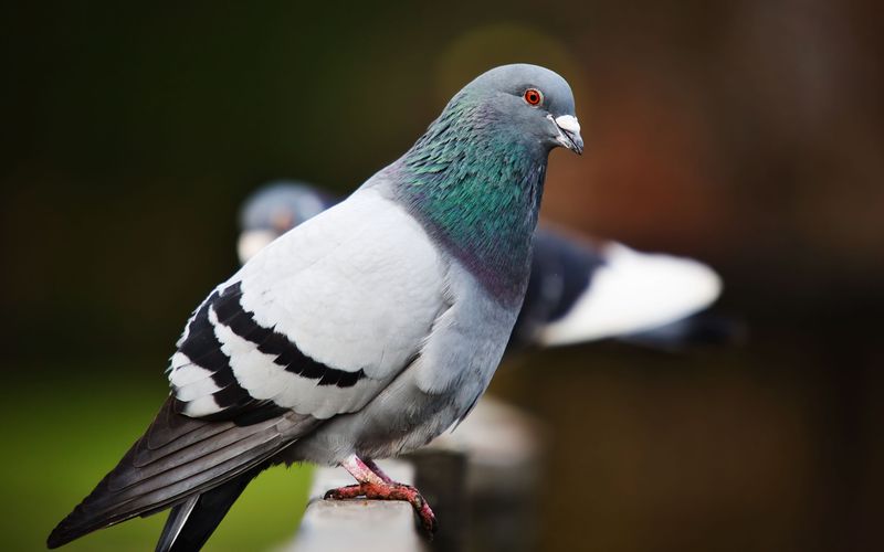 No Frightening Pigeons