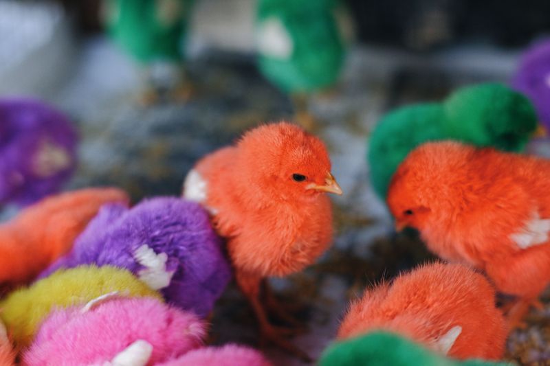 No Selling Dyed Chicks Or Bunnies