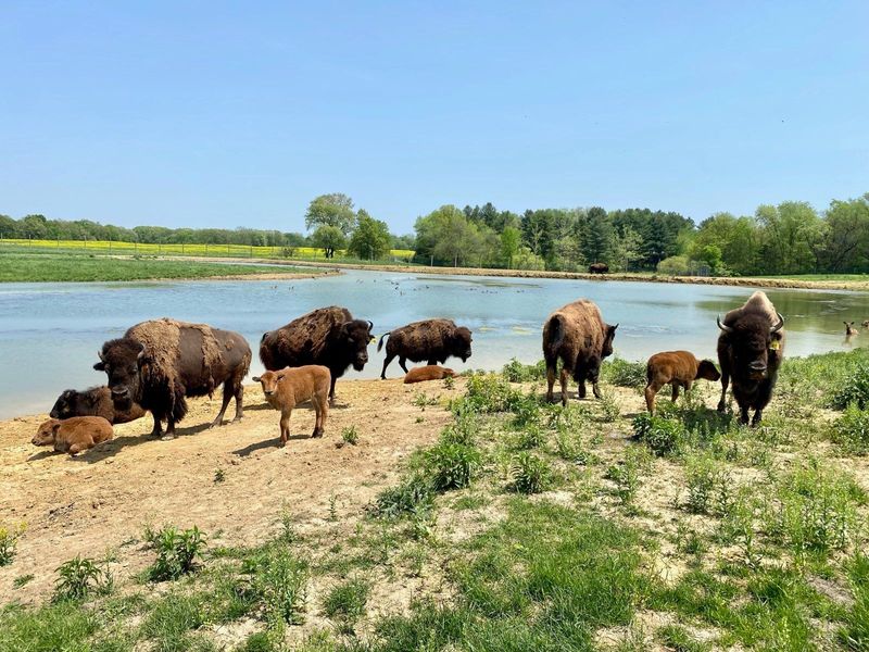 Wildlife Prairie Park (Hanna City)