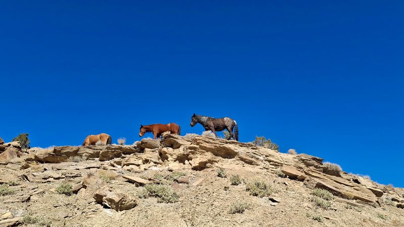 How Volunteers and the BLM Keep the Herd Wild
