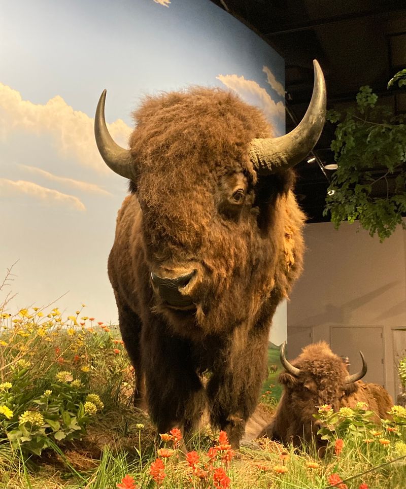 Oklahoma Wildlife, Up Close