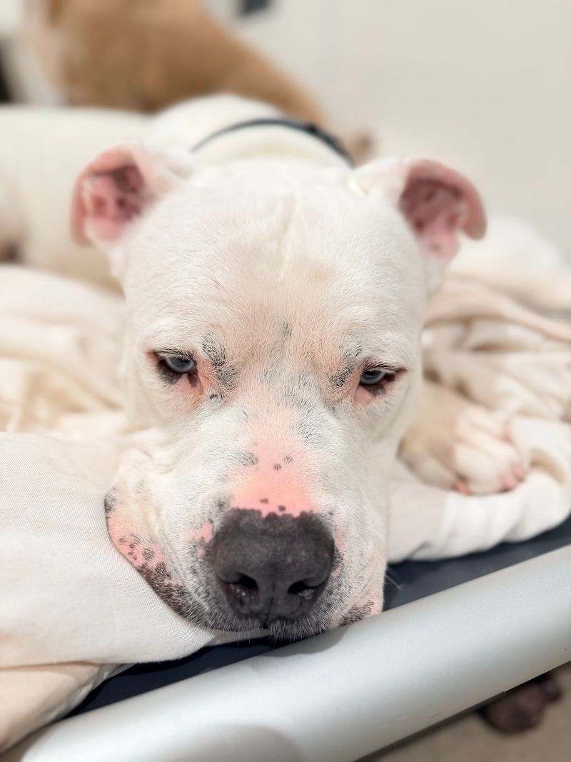Old Friends Has Given Senior Dogs New Hope Since 2012 Old Friends Has Given Senior Dogs New Hope Since 2012