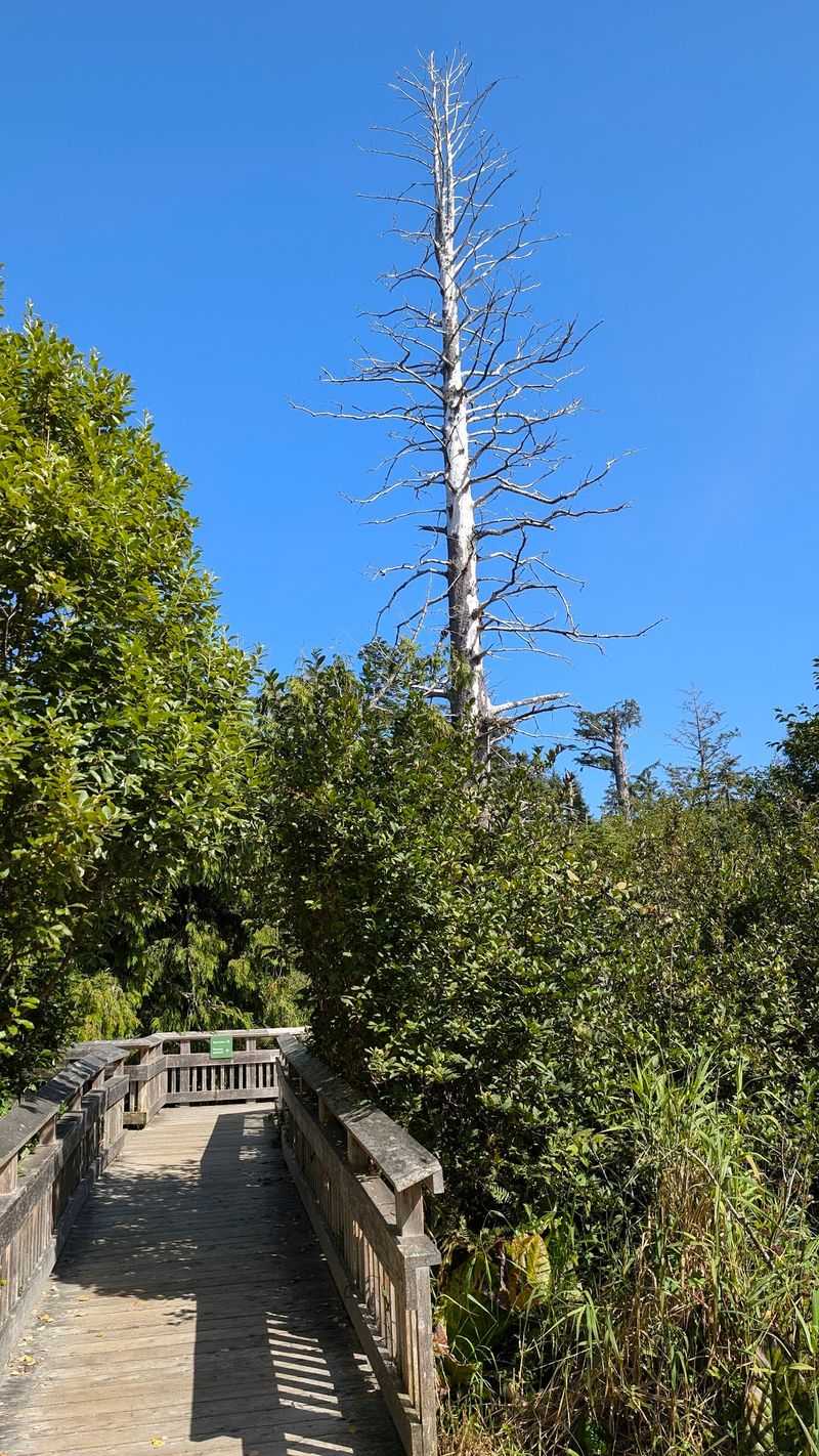 Ospreys, Hawks, and Feathered Neighbors