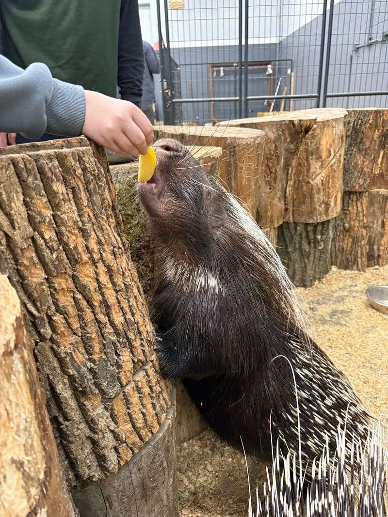 Otter Encounters With a Playful Twist