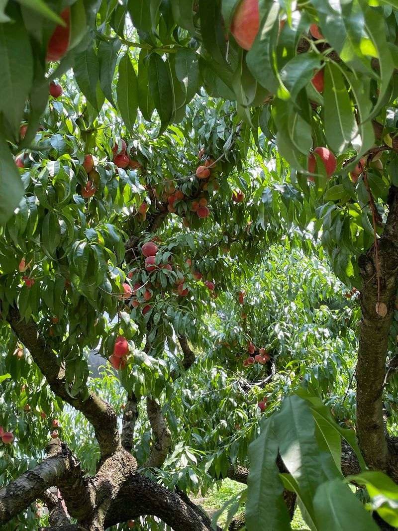Over A Century Of Family Roots Grows On These Trees