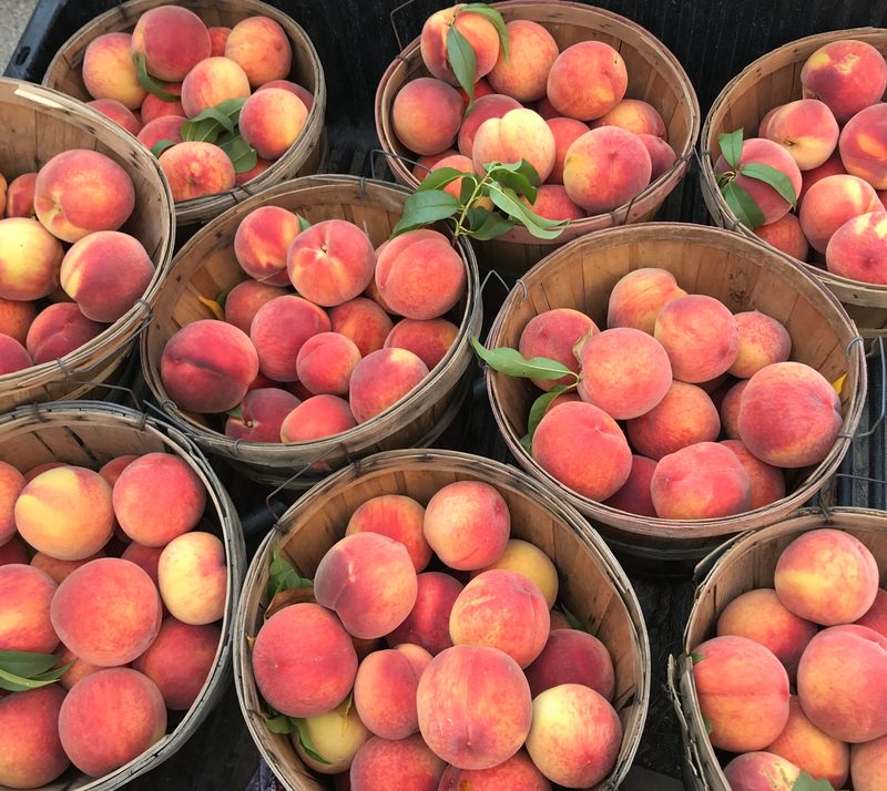 Peaches, Pears, And Plums Steal The Spotlight Before Fall
