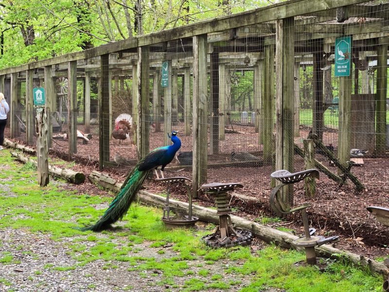 Peacocks Across the Road