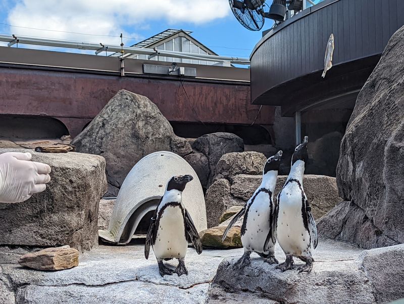 Penguins Steal the Spotlight