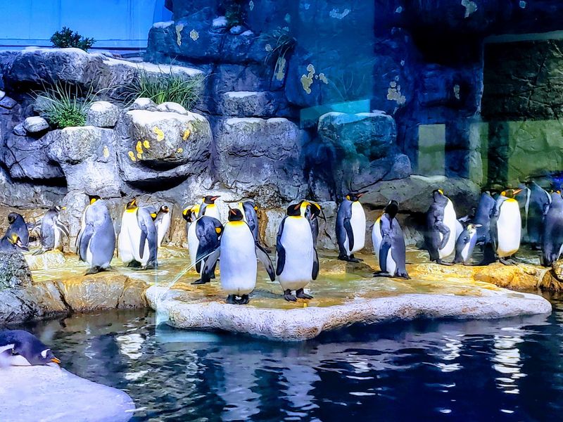 Penguins in Texas? Yes, Really