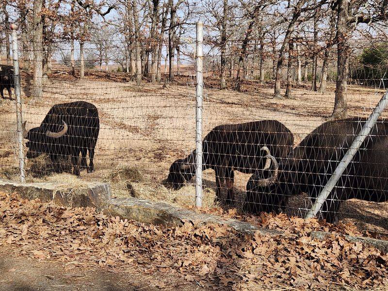 Petting Zoo, Playground and a Fire Tower Climb