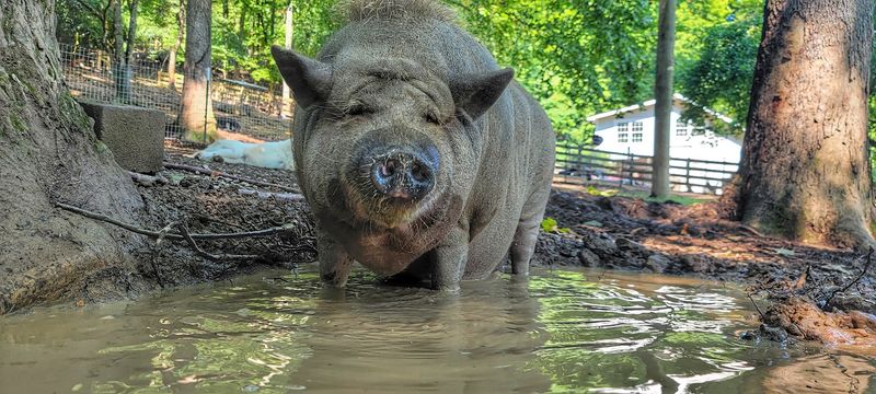 Piccolo Farms Animal Sanctuary in Whites Creek Piccolo Farms Animal Sanctuary in Whites Creek