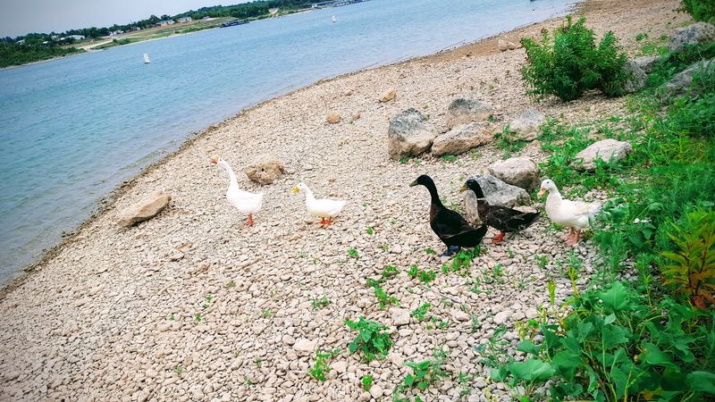 Picnics With Geese and Ducks Picnics With Geese and Ducks