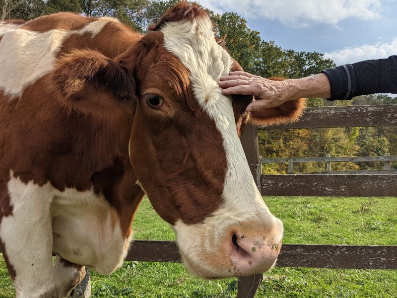 Pigs, Cows And The Art Of The Ear Scratch