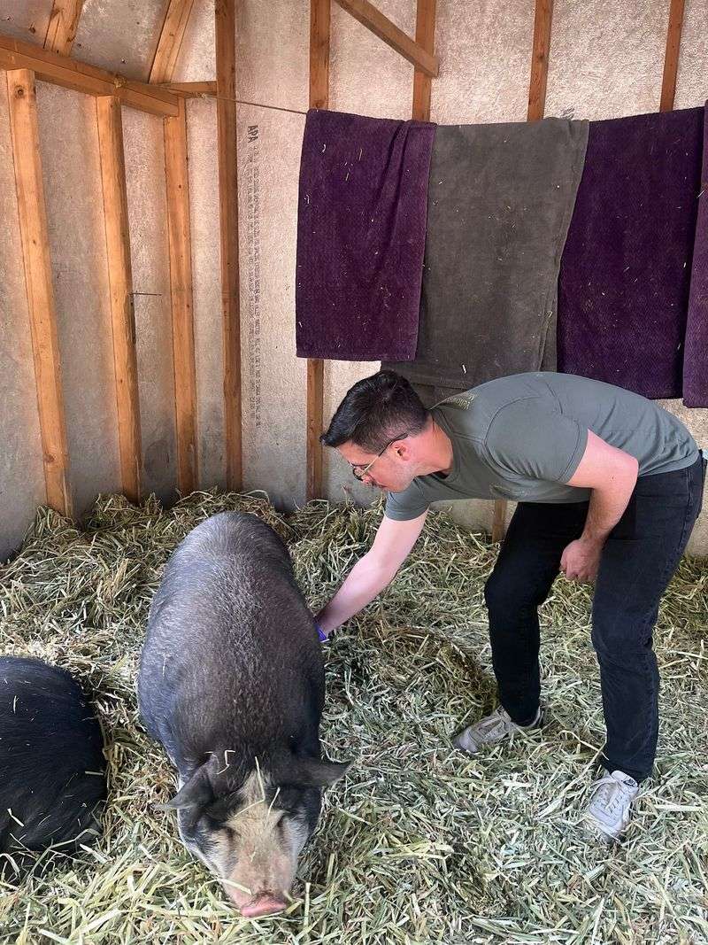 Pigs Here Have Strong Opinions About Belly Rubs