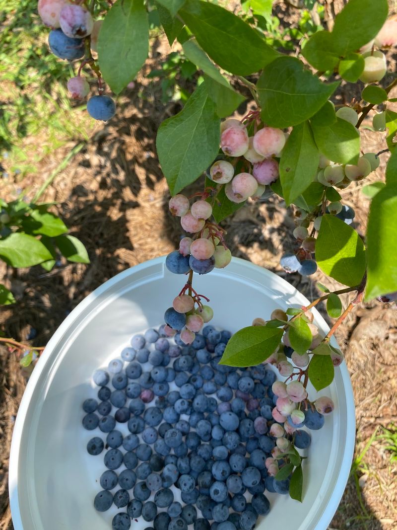 Planning Your Fig Run
