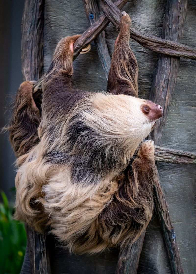 Polar Bears, Gorillas, and a Sloth Named Patience