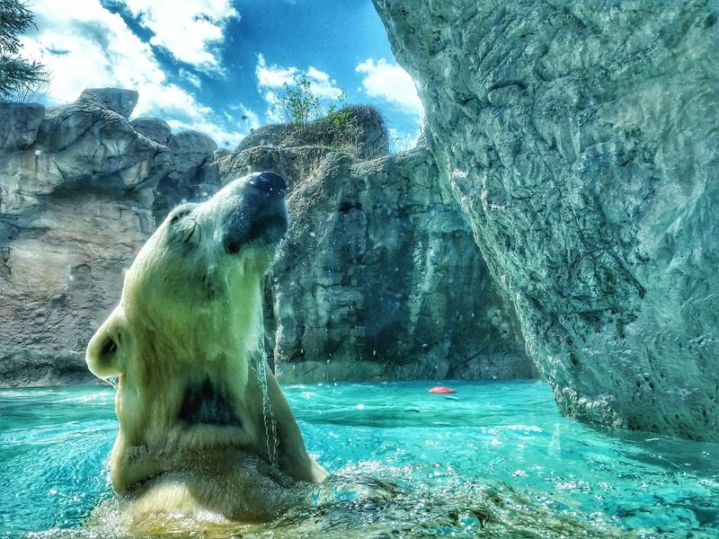 Polar Bears and Northern Neighbors